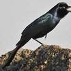 Boat-tailed Grackle